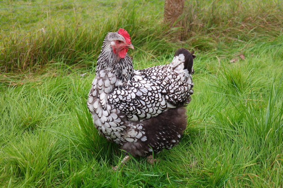 Home bred Silver Laced Wyandotte