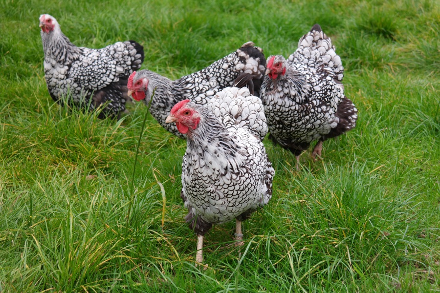 Our home bred Silver Laced Wyandottes free ranging