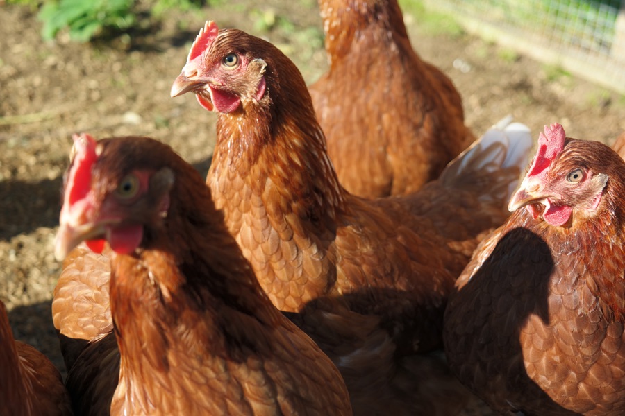 A close up of our Warren Hybrid Pullets for Sale