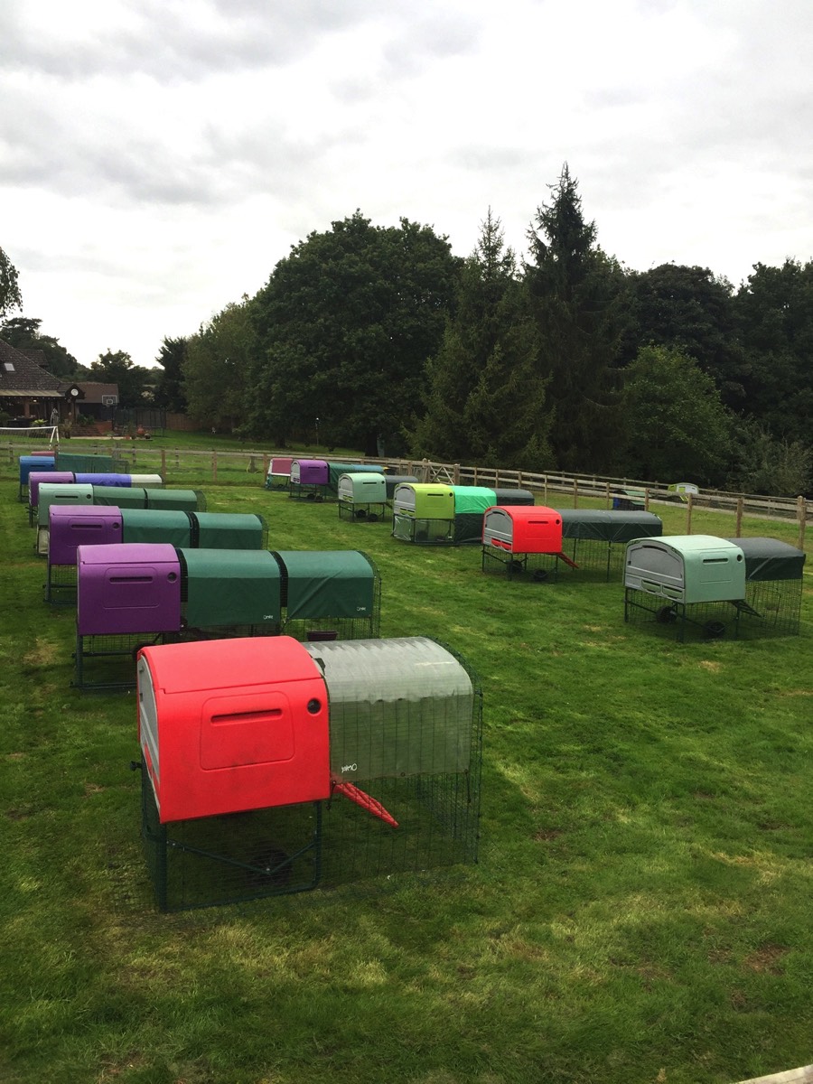 Our Eglu Cubes waiting for their guests